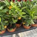 Citrus × microcarpa (Mandarínka) ´CALAMONDIN´ - kont. C1L, výška 20-30 cm - MINI KMIENOK